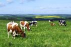 Grasende Milchkühe auf einer satt grünen Weide