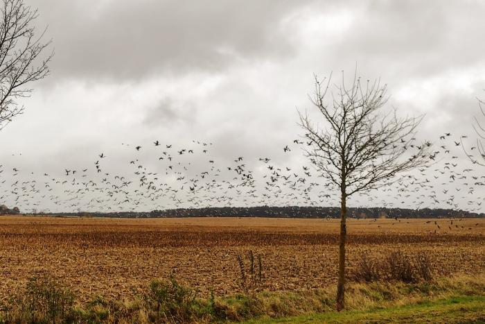Kooperation im Spannungsfeld von Naturschutz und Landwirtschaft: gemeinsam naturschutzfachliche Ziele und Lösungen entwickeln