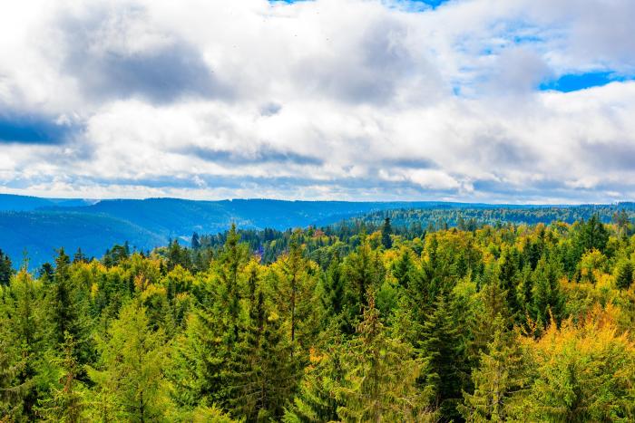 Deutschlands Wälder bleiben im Krisenmodus: Warum der Waldumbau jetzt mehr als Fördergelder braucht