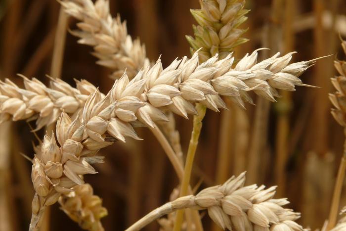 Brasiliens steigender Importbedarf und Australiens Ernteplus verändern den Weizenmarkt