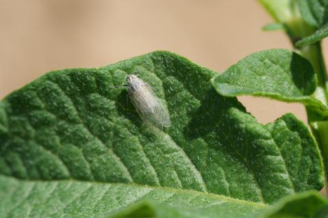 Schilf-Glasflügelzikade auf einem Kartoffelblatt