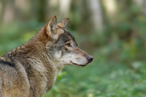 Wolf in der Natur