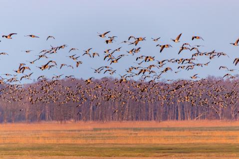 Nonnengänse Zugvögel