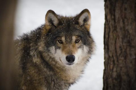 Wolf in Winterlandschaft