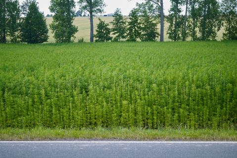 Nutzhanf in Thüringen
