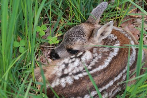 Rehkitz in hohem Grünland