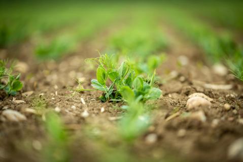 Körnererbsen auf dem Acker