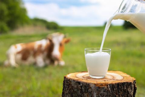 Ein Milchglas wird gefüllt vor einer auf einer Weide liegenden Milchkuh