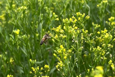 Honigbiene beim Blütenbesuch im blühenden Leindotter