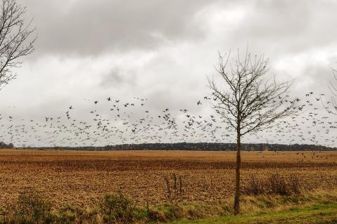 Gänse auf Maisstoppel
