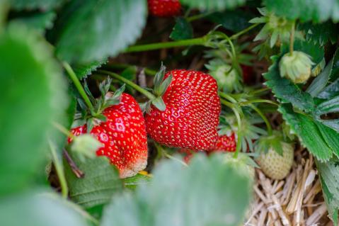 Reife Erdbeeren im Feld