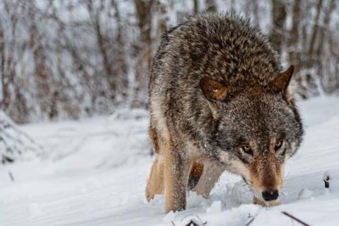 Initiativen zum Wolf auf EU-Ebene