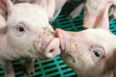 Schweinemarkt 2022/23