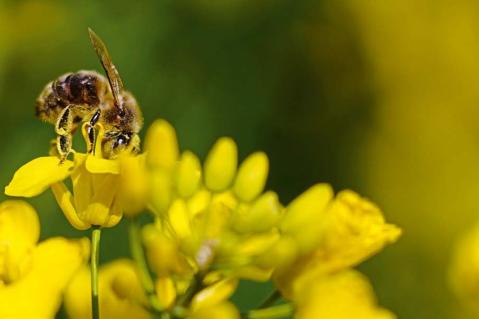 Importbedarf bei Raps bleibt hoch