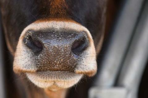 Anbindehaltung unter Druck