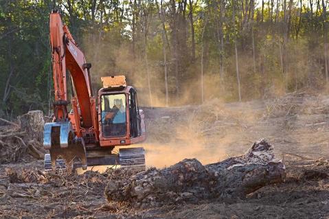Die EU-Entwaldungsverordnung: