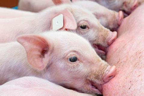 Wo steht die Tierhaltung in Deutschland?