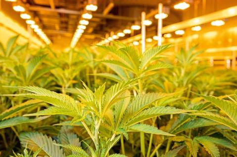 Feierlaune bei der Cannabiswirtschaft