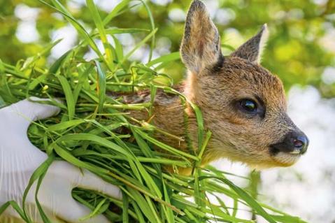 Gelungene Zusammenarbeit zwischen Landwirten, Jägern und Tierschützern