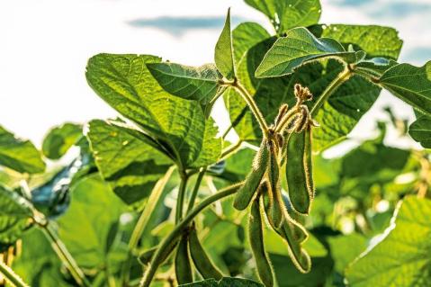 Hülsenfrüchte – verkaufen, nicht abliefern