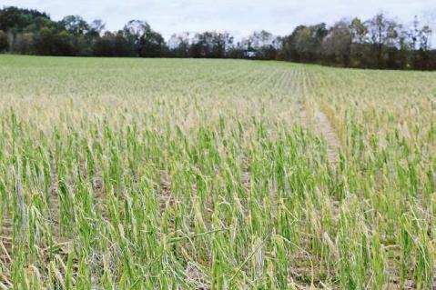Extremwetterereignisse in Europa: ständiger Begleiter der agrarpolitischen Debatte