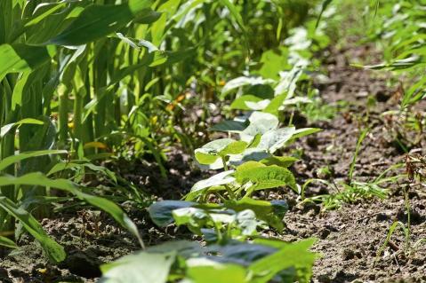 Ackerbau in Zeiten des Klimawandels