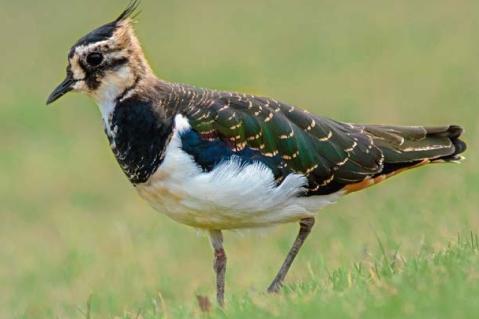 Landwirtschaftliche Naturschutz-Kooperativen