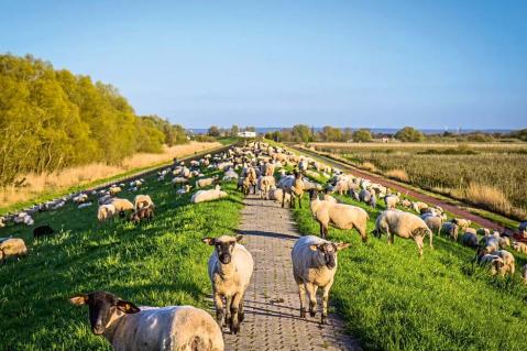 Schafe – ein unterschätzter Garant für Naturschutz und Biodiversität