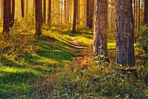 Holzvermarktung in schwierigen Zeiten: Forstwirtschaftliche Zusammenschlüsse als Chance für Kleinwaldbesitzende