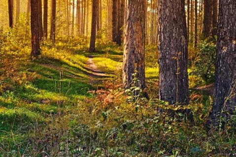 Holzvermarktung in schwierigen Zeiten: Forstwirtschaftliche Zusammenschlüsse als Chance für Kleinwaldbesitzende