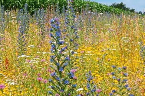 Biodiversität in der (Bildungs-) Landschaft voranbringen