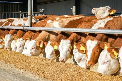 Status quo und Perspektiven der Rindermast