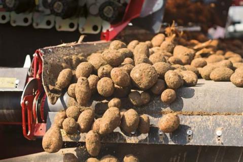 „Rekordverdächtige Kartoffelernte – Quantität ohne Qualität? “