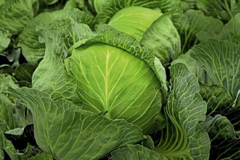 Gemüsebau 2025: zwischen Tradition und Transformation