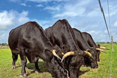 Rindfleischmarkt: schrumpft weiter