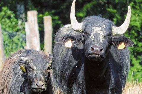 Maul- und Klauenseuche