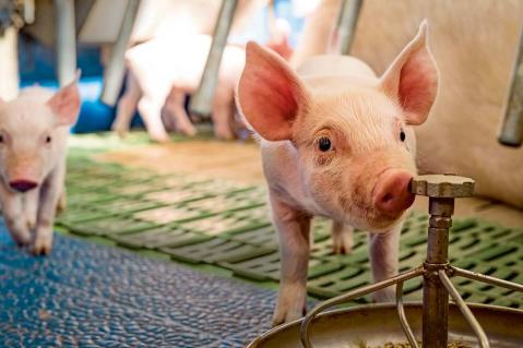 Nutztierhaltung im Koalitionsvertrag