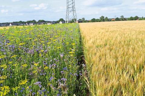 Biodiversitätsmaßnahmen in die Fläche bringen