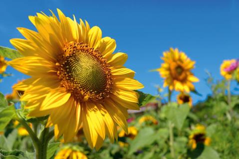 Optimistischere Stimmung am Bio-Getreidemarkt