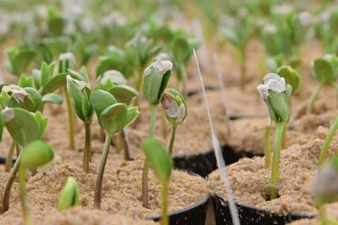 Deregulierung Neuer Genomtechniken: