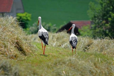 Bisher durchwachsene Bilanz bei Grünland