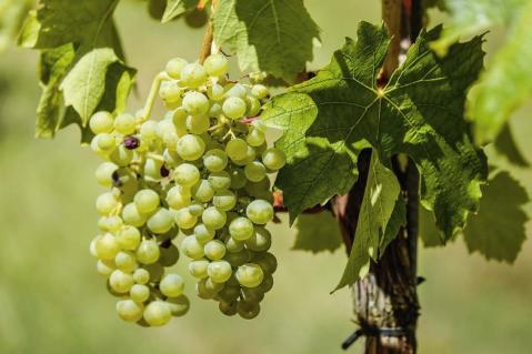 Weinbau in der Krise