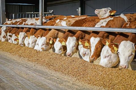 EU-Tierschutzgesetzgebung