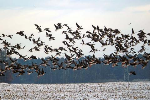 Tierseuchenlage in Deutschland Wie ist die aktuelle Situation?