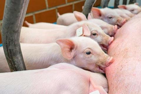 Weiterentwicklung der Nutztierhaltung