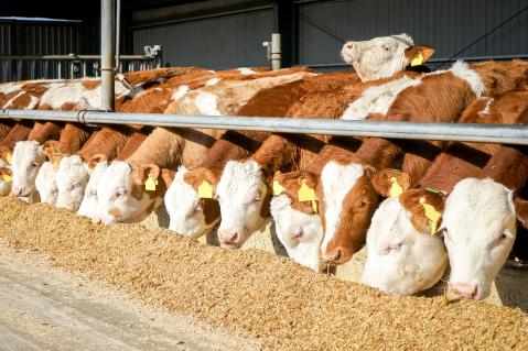Bullenmast - Fleckvieh Bullen fressen Maissilage im Aussenklimastall 