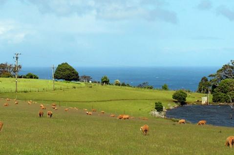 Schafherde in Australien