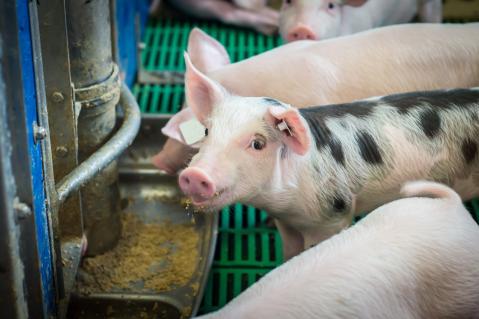 Ein Ferkel steht mit anderen Ferkeln am Futtertrog und frißt