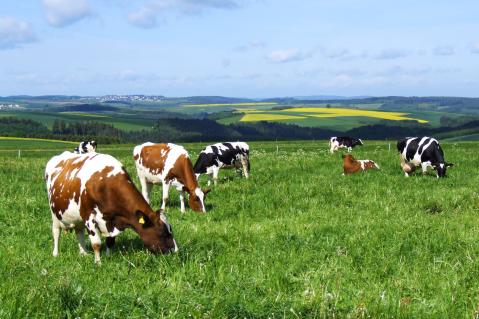 Grasende Milchkühe auf einer satt grünen Weide
