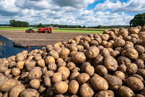 Frisch geerntete Kartoffeln auf einem Kartoffelroder